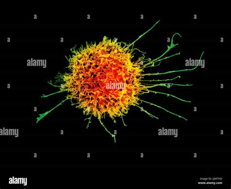 Natural Killer Cells Microscope