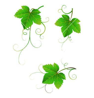 Grape Leaf Vector at Vectorified.com | Collection of Grape Leaf Vector free for personal use