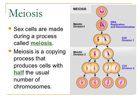 Meiosis