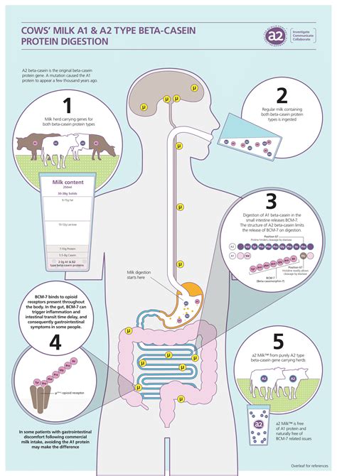 A1 A2 Protein Explained