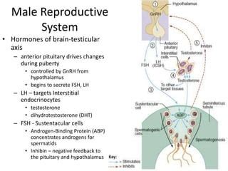 hormonalcontrolofmalereproductivesypptx