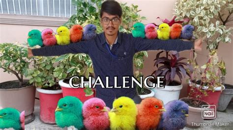 Chick Care Challenge🐥🐥 Colourfull Chick Youtube