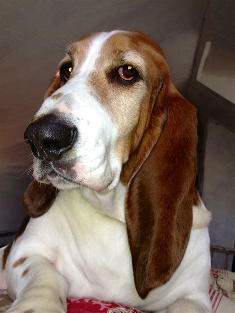 Basset hound dog breed information – Artofit