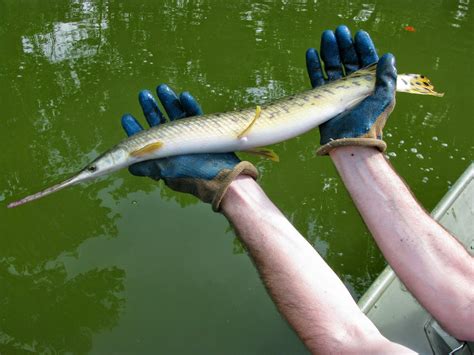 river rat diary gar fishing