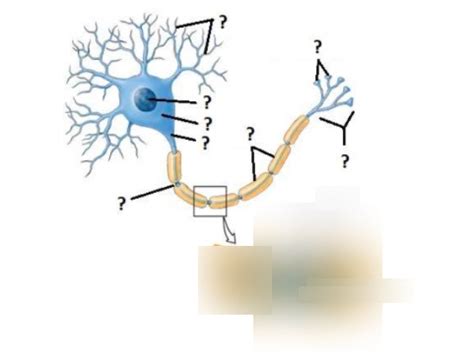 Neuron labeling Diagram | Quizlet