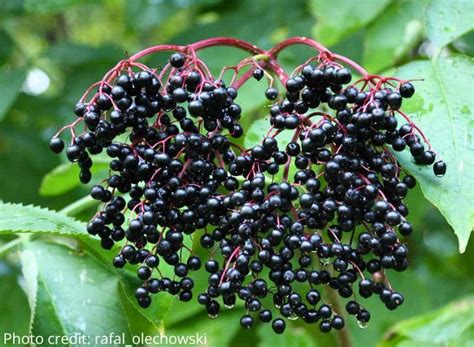 Edible Wild Fruits To Forage This Season