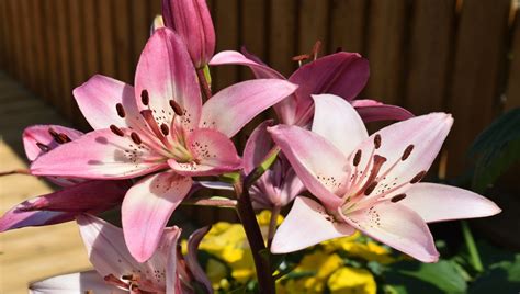 Conheça o Lírio Oriental Lilium orientalis significado surpreendente