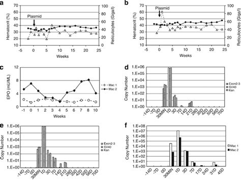 Expression And Biodistribution Of The Naked Plasmid After IM Injection