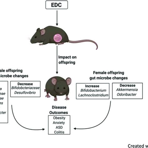 3 Transgenerational Effects Of Exposure To Endocrine Disrupting Download Scientific Diagram