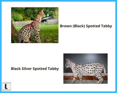 Savannah Cat Colors & Patterns (With Pictures)