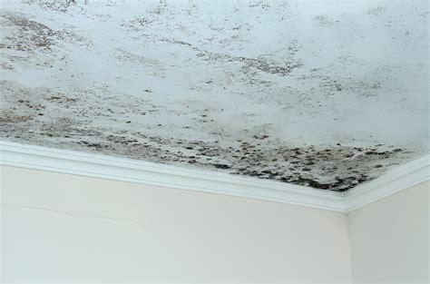 How To Remove Mould From Ceilings Goodbye To Ceiling Mould