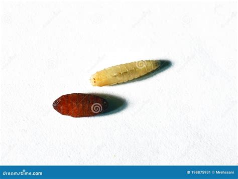 Larvae And Pupa In Banana Of Common Fruit Fly, Drosophila Melanogaster Stock Photo ...