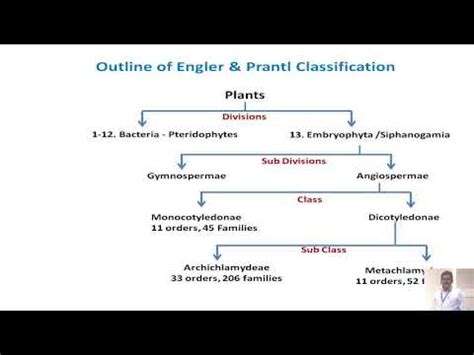 Engler And Prantl System Of Classification YouTube