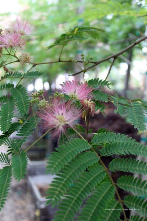 Albizia julibrissin STD | Urban Tree Farm Nursery