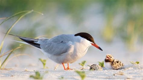 Flussseeschwalbenvater Mit K Ken Nickerson Beach Long Island New