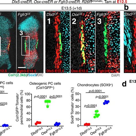 Dlx5⁺ Fetal Perichondrial Cells Are Important Cell Of Origin For Distal Download Scientific