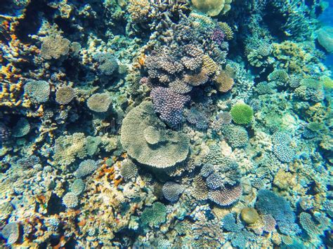 Coral Reef Off the Coast of Gee Island in Ouvea Lagoon, Loyalty Islands, New Caledonia Stock ...