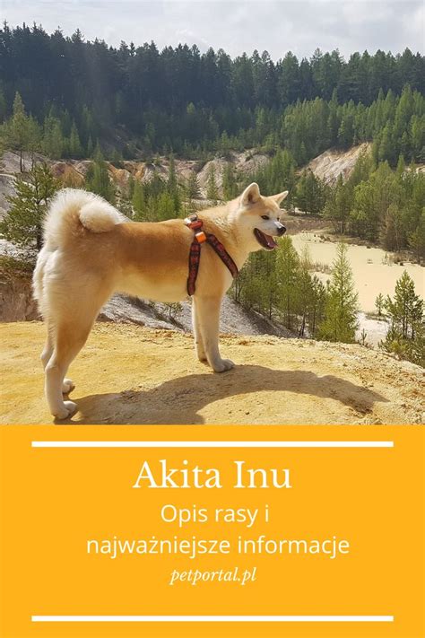 Akita Inu opis rasy psa i najważniejsze informacje Akita Inu Corgi