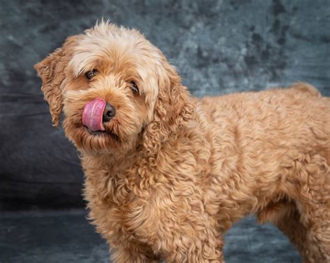 Goldendoodle Dog Breed Information & Characteristics - DogBreedo
