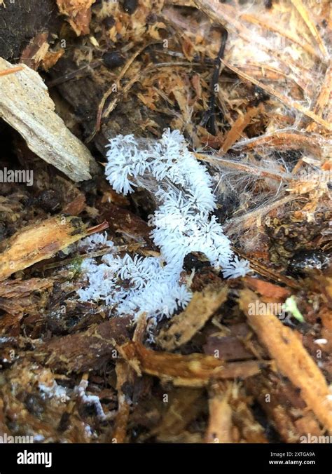 Honeycomb Coral Slime Mold Ceratiomyxa Fruticulosa Protozoa Stock