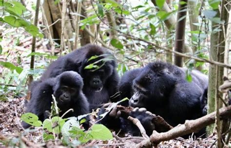 11 Days Uganda Safari Gorillas Chimps And Wildlife Viewing Tour