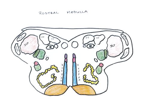 Rostral Medulla Labeling Diagram Quizlet