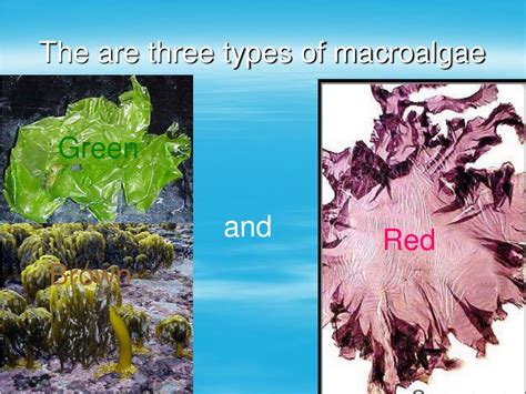 Ppt Seaweeds Powerpoint Presentation Free Download Id9345787