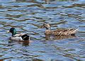 Category:Birds of Blackwater National Wildlife Refuge - Wikimedia Commons