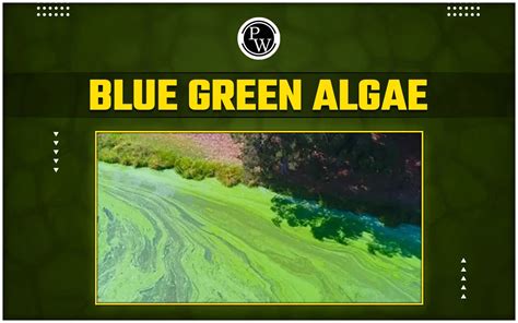 Blue Green Algae Classification Characteristics Economic Importance