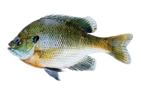 3-4" HYBRID BLUEGILL, EA - Nixa Hardware & Seed Company