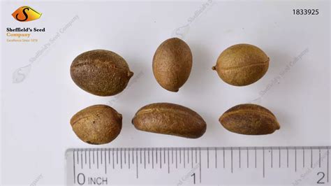 diospyros rhombifolia common bonsaiedible fruitnutsfruitstreeweb