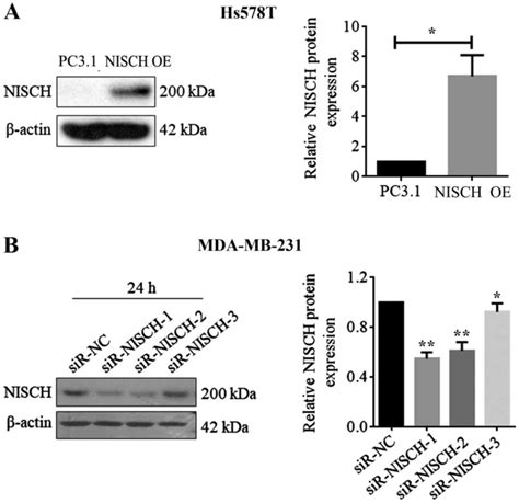 Impact Of Nischarin On EMT Regulators In Breast Cancer Cell Lines