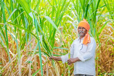 Premium Photo Indian Farmer At Green Sugarcane Agriculture Field