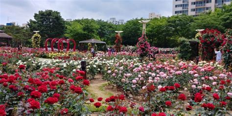 대구 성서 이곡동 장미공원 네이버 블로그