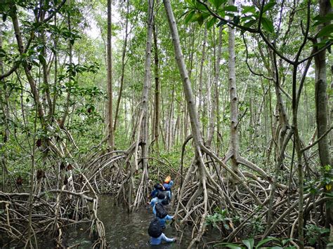 Ecosistema Manglar Programa De Las Naciones Unidas Para El Desarrollo