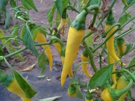 Golden Cayenne Seeds Peppers Hot SeedWise