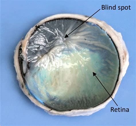 45 Diagram Of A Cow Eye