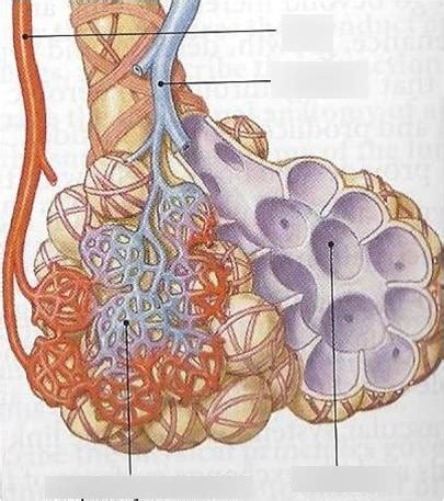 Alveolar Diagram Quizlet