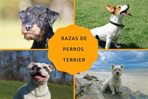 15 Razas De Perros Terrier