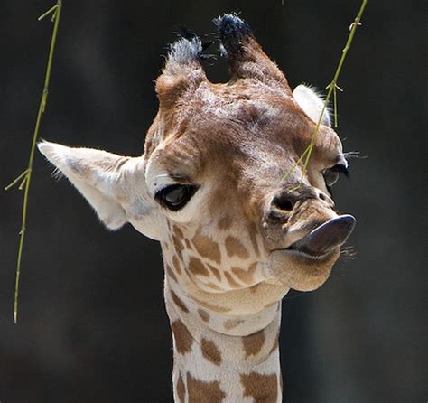 Baby Giraffes 40 Pics