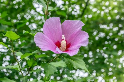 Premium Photo Korean National Flower In The Name Rose Of Sharon Or