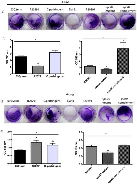 Characterisation Of Clostridium Difficile Biofilm Formation A Role For