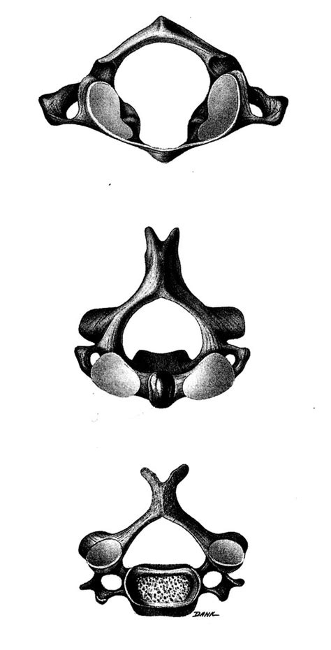 Cervical Vertebrae Diagram Quizlet