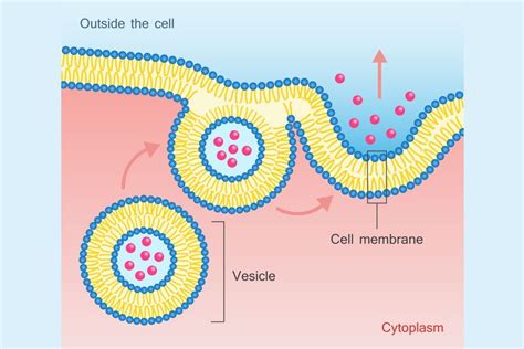 Steps of Exocytosis | Human cell structure, Cell membrane, Cell transport