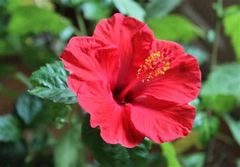 Hibisco Hibiscus Caracteristicas Y Cuidados