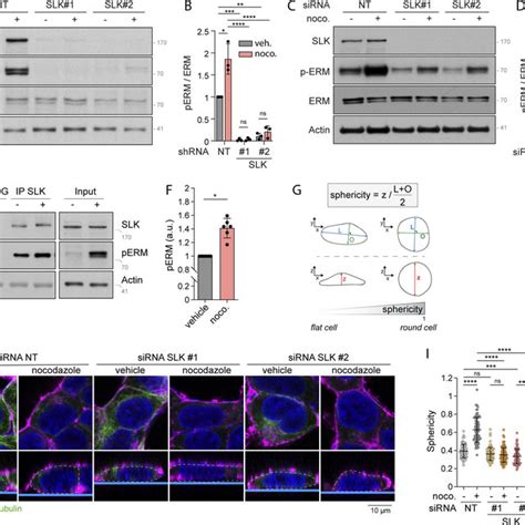 Model For ERM Activation And Cell Rounding At Mitosis Entry The