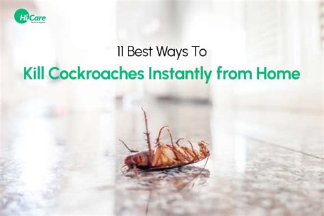 How To Get Rid Of Cockroaches Instantly In 2024 Hicare