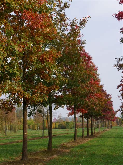 Quercus Rubra Red Oak Nothern Red Oak Pepinierele Van Den Berk