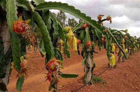 Cultivo De Pitaya Todo Lo Que Necesitas Saber Para Tener Una Cosecha