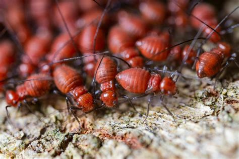 How Termite Control in Sydney’s Eastern Suburbs Differs from Other Areas